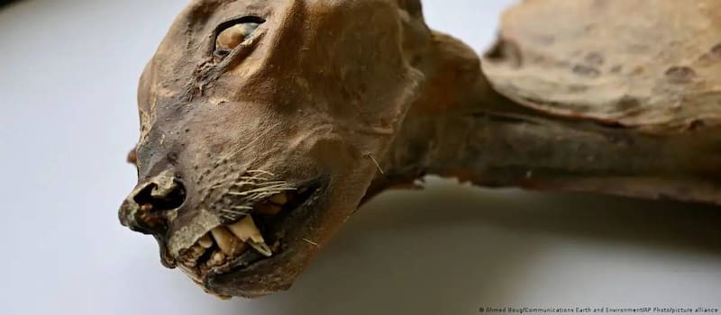 Restos momificados hallados en cuevas saudíes parecían “monstruos” o gárgolas, pero la ciencia reveló que son guepardos y sus crías de hasta 4.000 años de antigüedad.