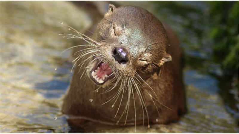 Fuente: Fundación Lontra