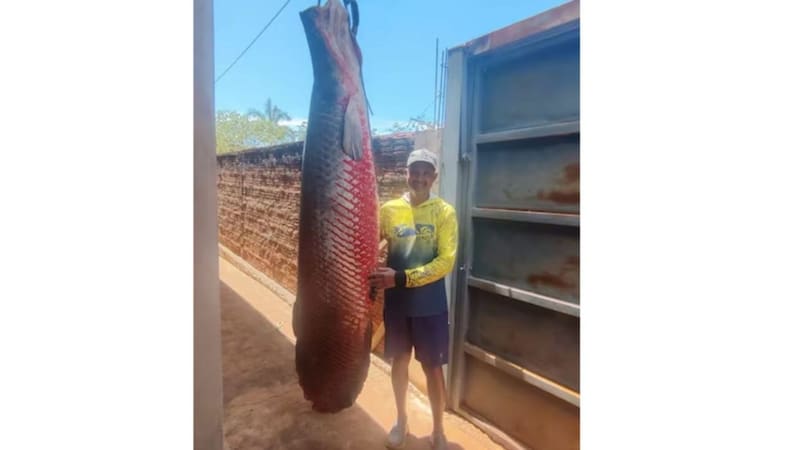 Hallazgo insólito: encontraron un pez gigante de 150 kilos que respira afuera del agua y sobrevive a condiciones extremas. Foto: Roberto do Carmo