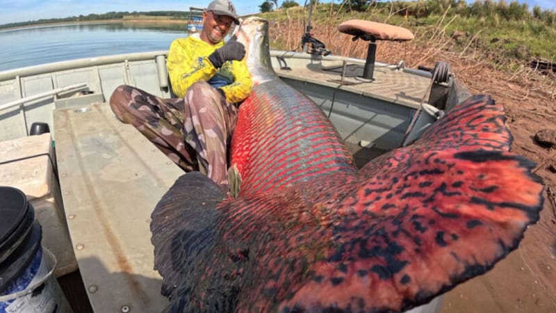 Hallazgo insólito: encontraron un pez gigante de 150 kilos que respira afuera del agua y sobrevive a condiciones extremas. Foto: Roberto do Carmo