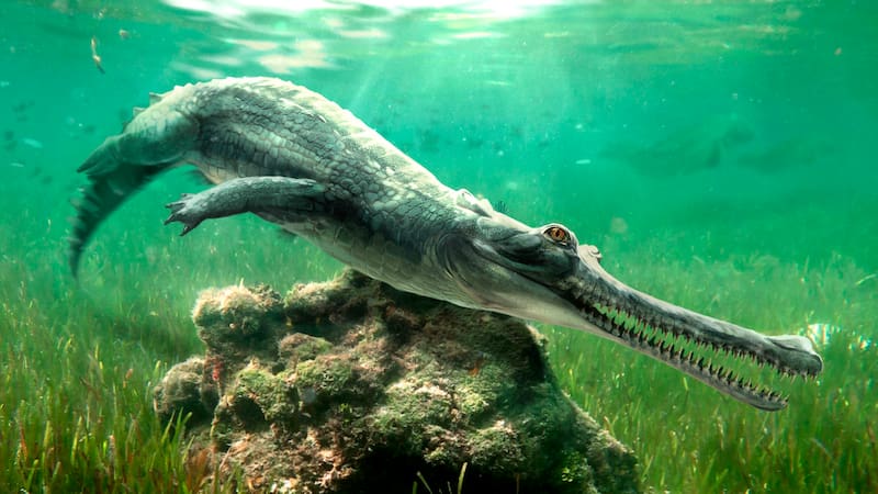 Recreación de cómo fue la especie ‘Herugavialis cairensis’.