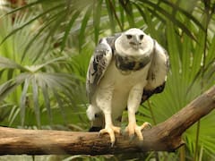 Hallazgo | Observaron a una de las aves más fuertes de Sudamérica: no era vista desde hace 20 años