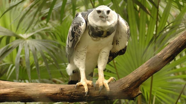 Hallazgo | Observaron a una de las aves más fuertes de Sudamérica: no era vista desde hace 20 años