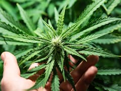 Del narcotráfico al mercado formal: avances y sombras en la ley del cannabis