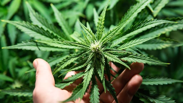 Del narcotráfico al mercado formal: avances y sombras en la ley del cannabis