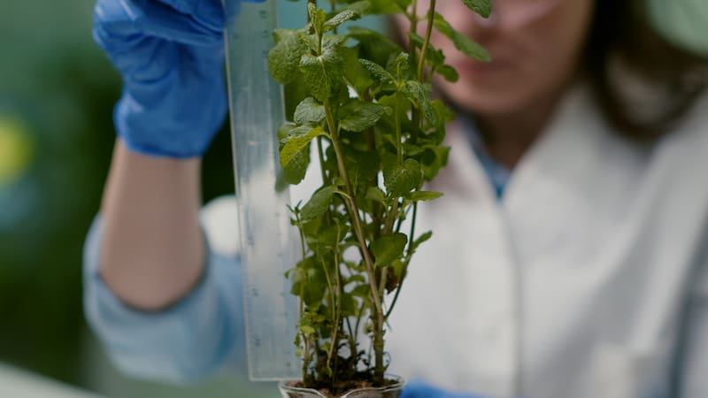 Hallazgo sin precedentes | Científicos descubren 11 nuevas especies de plantas en los Andes y sorprenden a los investigadores.
Fuente: Freepik.