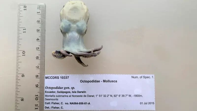 Hallazgo sin precedentes: científicos encontraron una especie jamás vista en las profundidades del Pacífico