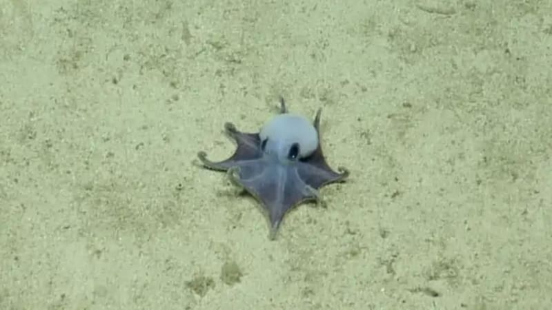 Hallazgo sin precedentes: científicos encontraron una especie jamás vista en las profundidades del Pacífico