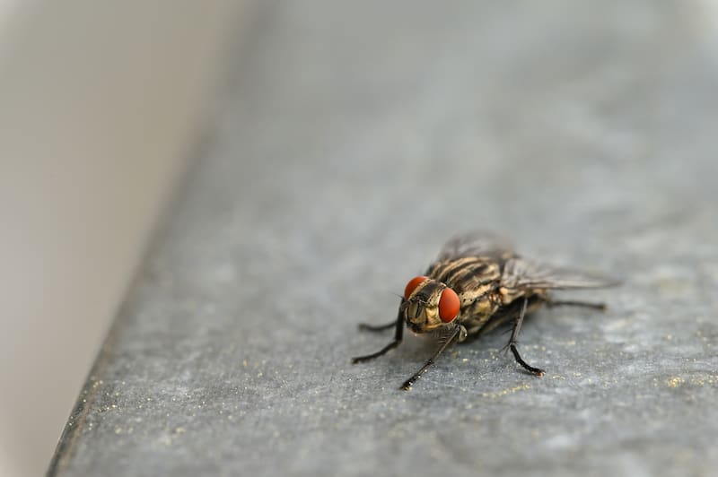 Hallazgo sin precedentes | Descubren nuevas especies de moscas desconocidas por la ciencia que se alimentan de sangre. Fuente: Freepik