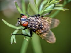 Una pesadilla hecha realidad | Descubren en el país una mosca desconocida por la ciencia y que se alimenta de sangre humana
