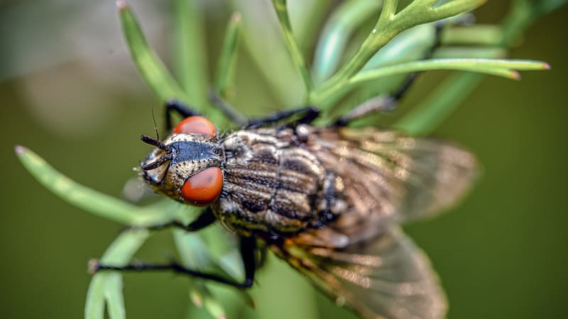 Hallazgo sin precedentes | Descubren nuevas especies de moscas desconocidas por la ciencia que se alimentan de sangre. Fuente: Freepik