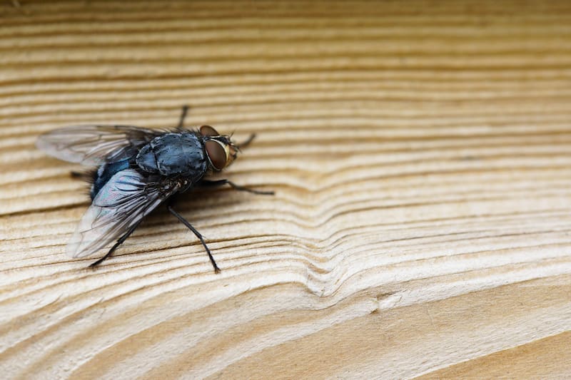 Hallazgo sin precedentes | Descubren nuevas especies de moscas desconocidas por la ciencia que se alimentan de sangre. Fuente: Freepik