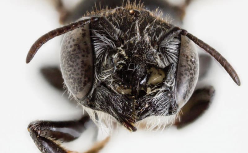 Hallazgo sin precedentes | Descubren una nueva especie de abeja con "cuernos demoníacos" en el oeste de Australia.