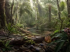 Hallazgo sin precedentes | Descubren una “Pompeya” de plantas: la ceniza volcánica preservó un bosque de hace 75 millones de años