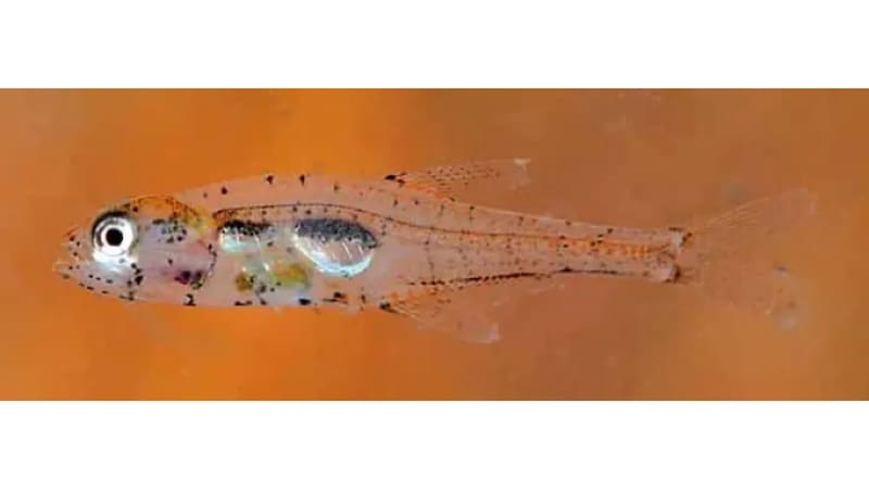 Hallazgo sin precedentes: encontraron un pez con un órgano jamás visto en la naturaleza. Foto: Instituto Sinchi