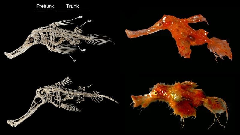 Hallazgo sin precedentes: encontraron una especie de pez peludo jamás vista y cambia la ciencia para siempre