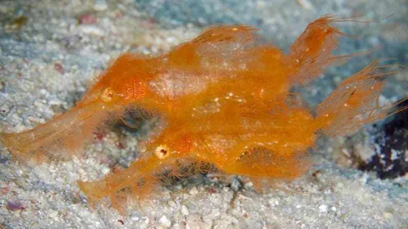 Hallazgo sin precedentes: encontraron una especie de pez peludo jamás vista y cambia la ciencia para siempre