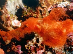 Hallazgo sin precedentes: encontraron una especie de pez peludo jamás vista y cambia la ciencia para siempre