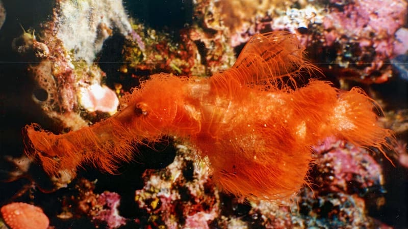 Hallazgo sin precedentes: encontraron una especie de pez peludo jamás vista y cambia la ciencia para siempre