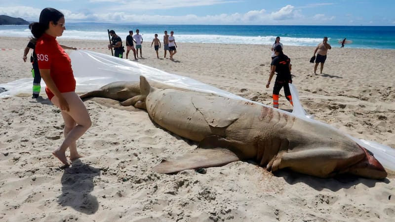 Tiburón peregrino encontrado en la playa de Ferrol en 2023