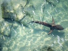 Hallazgo sin precedentes: encontraron una especie gigante en peligro de extinción en los mares españoles