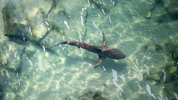 Hallazgo sin precedentes: encontraron una especie gigante en peligro de extinción en los mares españoles