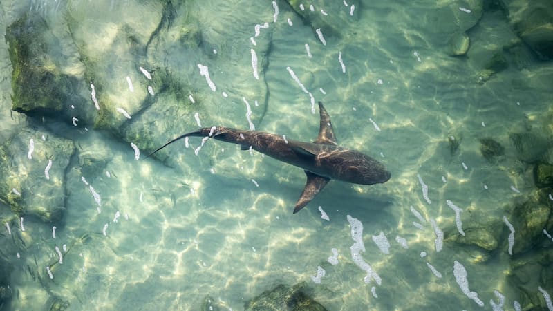 Hallazgo sin precedentes: encontraron una especie gigante en peligro de extinción en los mares españoles