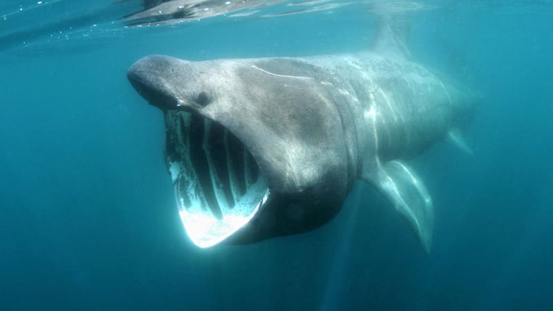 Hallazgo sin precedentes: encontraron una especie gigante en peligro de extinción en los mares españoles