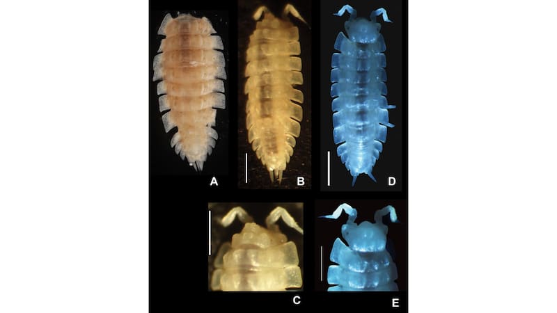 Hallazgo sin precedentes: encontraron una especie gigante jamás vista en los acueductos de España que reescribe la historia. Foto: Subterranean Biology