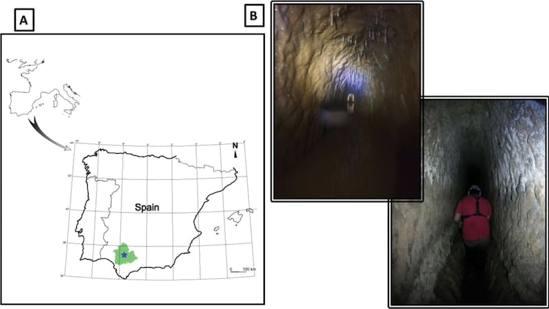 Hallazgo sin precedentes: encontraron una especie gigante jamás vista en los acueductos de España que reescribe la historia. Foto: Subterranean Biology