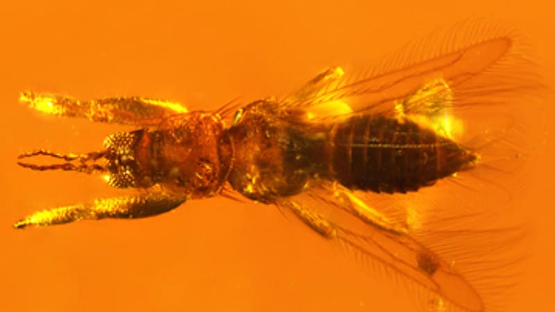 Hallazgo único: encontraron una enorme especie jamás vista de hace 100 millones de años en una cueva de España. Foto: Palaeoentomology