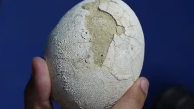 España hace historia con el descubrimiento de huevos de titanosaurios, un dinosaurio de 15 metros de alto: tienen 72 millones de años (foto: archivo).