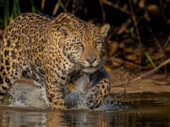 Siguen vivos | Hallan en un país de Latinoamérica señales de vida del yaguareté y renace la esperanza para su conservación