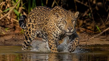 Siguen vivos | Hallan en un país de Latinoamérica señales de vida del yaguareté y renace la esperanza para su conservación