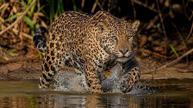 Siguen vivos | Hallan en un país de Latinoamérica señales de vida del yaguareté y renace la esperanza para su conservación