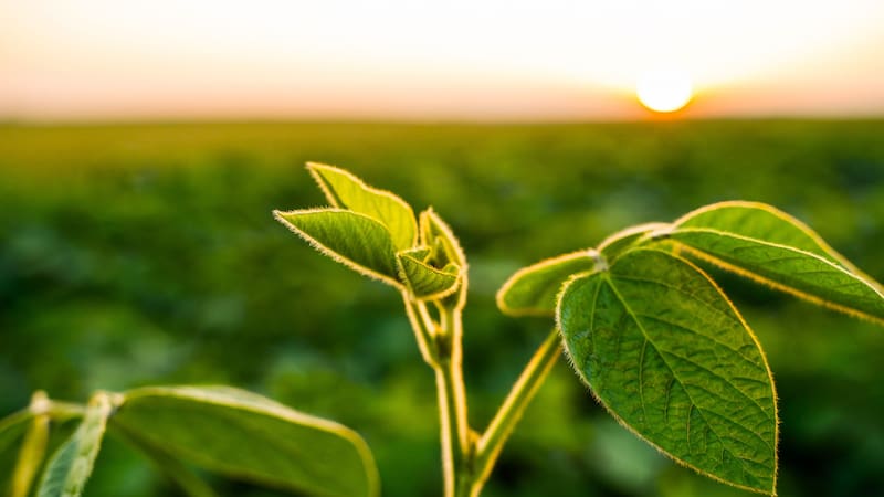 Una investigación de la Universidad William Paterson, en Nueva Jersey, reveló que el berro es el alimento que contiene más nutrientesentre 47 alimentos examinados. Imagen: Freepik.