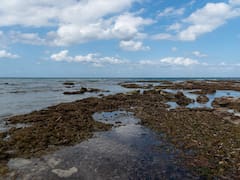 México prepara un polo industrial para procesar sargazo de sus playas: estará ubicado en el corredor Cancún-Puerto Morelos-Playa del Carmen