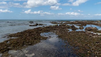 México prepara un polo industrial para procesar sargazo de sus playas: estará ubicado en el corredor Cancún-Puerto Morelos-Playa del Carmen
