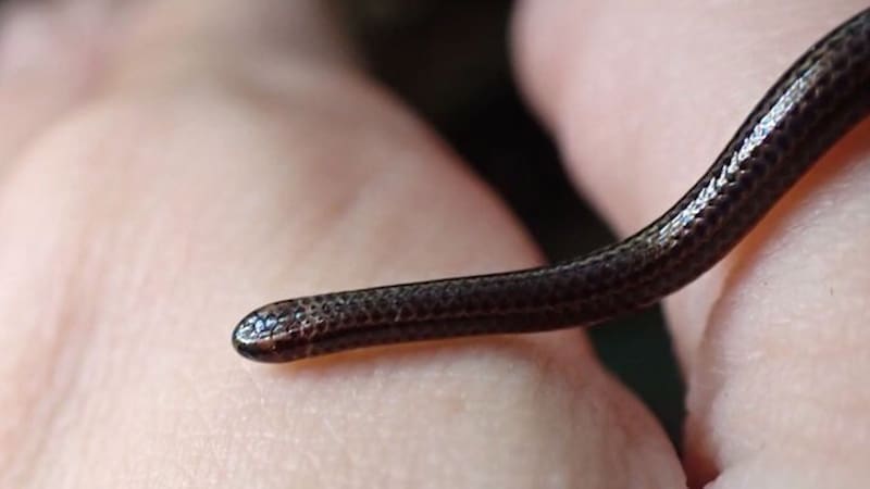 El hallazgo del siglo | Científicos confirman el regreso de una serpiente microscópica: se creía extinta hace más de 20 años (foto: Captura de YouTube).