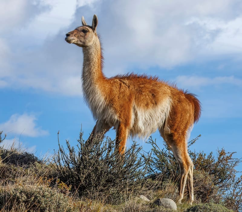 Argentina hace historia: regresa un mamífero en peligro de extinción y al que llevan años luchando por su reintroducción (foto: archivo).