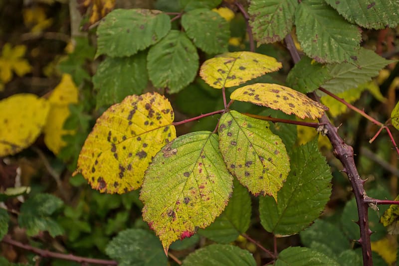 Las hojas con puntas marrones puede ocurrir debido a los excesos de riego.