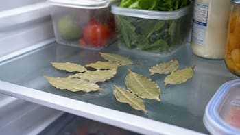 Colocar hojas de laurel en la heladera: para qué sirve y por qué lo recomiendan