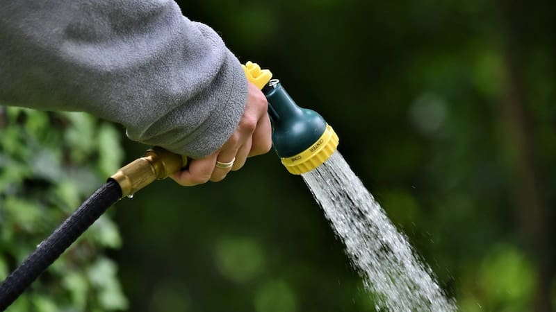 Hojas marrones en las plantas: el error oculto que las está matando y cómo salvarlas hoy mismo