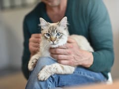 Entiende a tu mascota con inteligencia artificial: científicos consiguen avances asombrosos