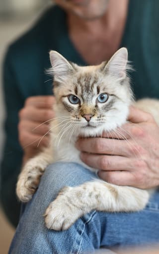 Entiende a tu mascota con inteligencia artificial: científicos consiguen avances asombrosos