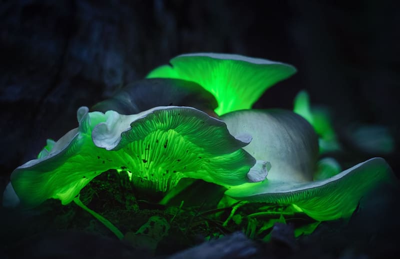 El corazón de este avance está en la ingeniería genética aplicada a plantas, que permite replicar un fenómeno natural conocido como bioluminiscencia. Imagen: archivo.