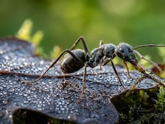 El hallazgo del siglo | Descubren una nueva especie de araña que imita a hormigas para cazar y evitar depredadores
