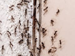 Qué significa tener hormigas en el hogar y cómo eliminarlas para siempre