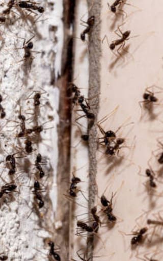 Qué significa tener hormigas en el hogar y cómo eliminarlas para siempre