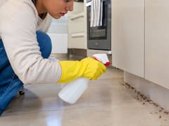 Ni ácido ni bicarbonato: la mejor forma de eliminar las hormigas coloradas plaga de la cocina, el comedor y el jardín